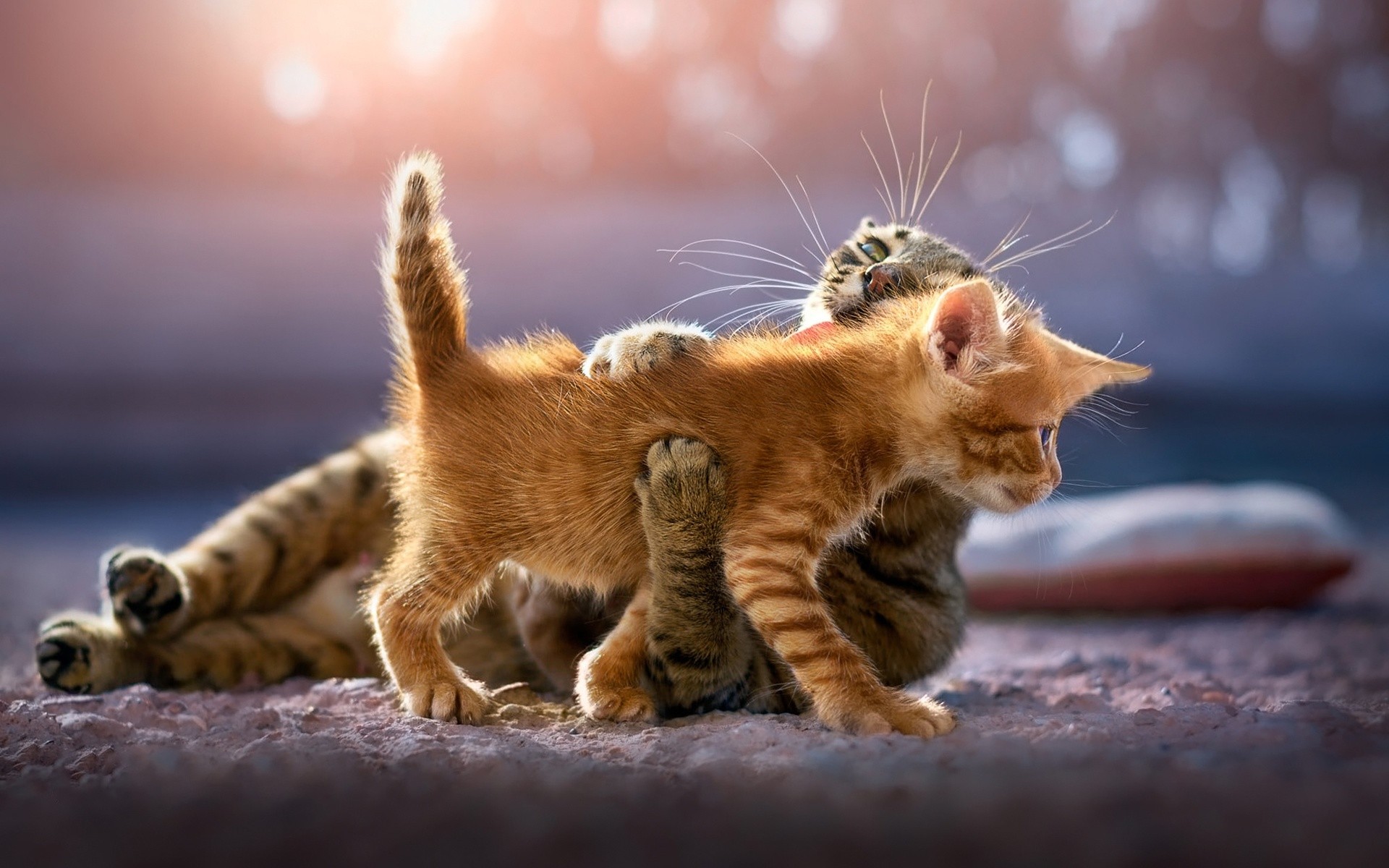 cute kittens cat animal 4k  • 4K 5k 8k HD Desktop  Wallpapers for Ultra High Definition Widescreen Desktop, Tablet &  Smartphone wallpapers