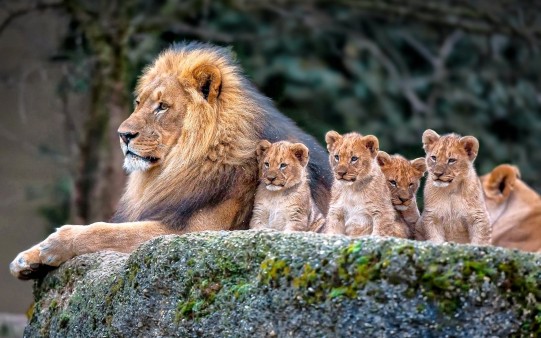 lion with baby lion Babies and Groups  • 4K 5k 8k  HD Desktop Wallpapers for Ultra High Definition Widescreen Desktop, Tablet  & Smartphone wallpapers