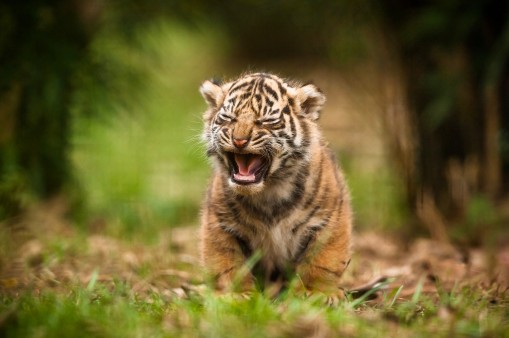 animals tiger baby animals  • 4K 5k 8k HD Desktop  Wallpapers for Ultra High Definition Widescreen Desktop, Tablet &  Smartphone wallpapers