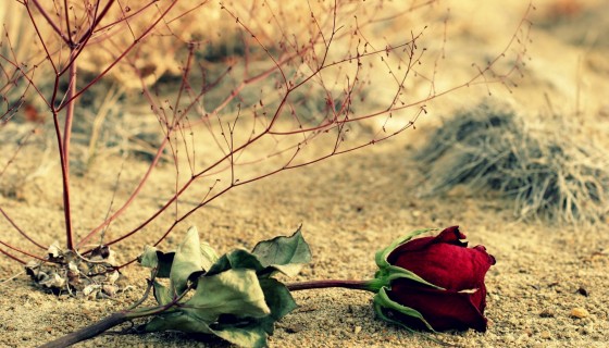 flower rose red rose leav…