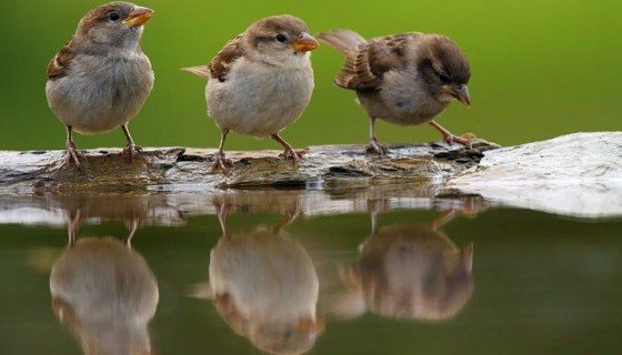 cute sparrows drinking wa…