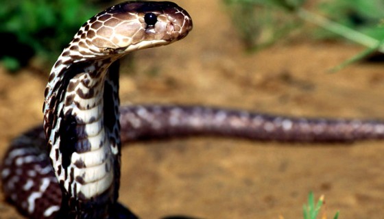 Cobra snake wide wallpape…