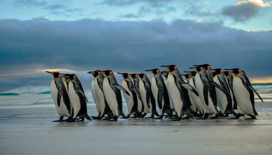 nature penguins birds on beach