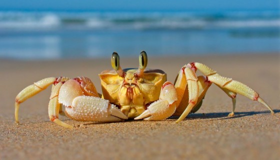 crabs on beach hd wallpap…