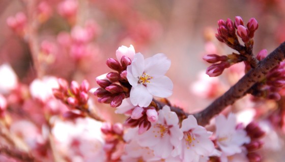 blossom beautiful flower …