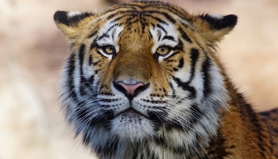 tiger animal big cat 4k
