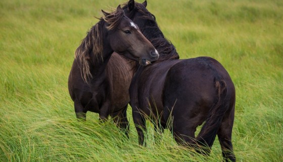 black horse animals wallp…