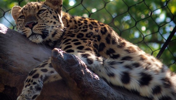 animals leopard big cat 4k