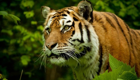big cats tiger animals 4k