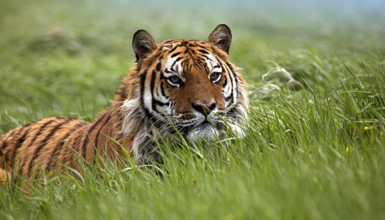 tiger big cats animals wa…