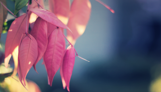 beautiful pink leaves pla…