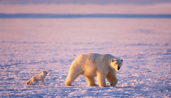 arctic fox bears animals …