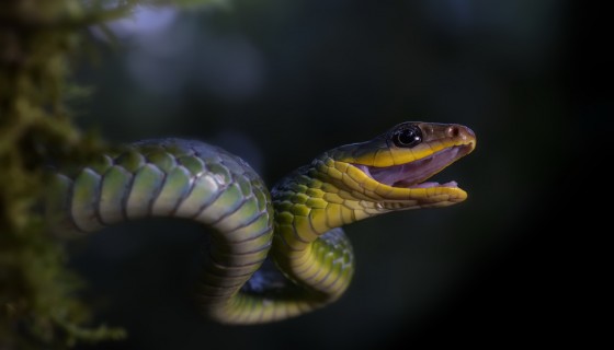 reptile snake closeup photosho…