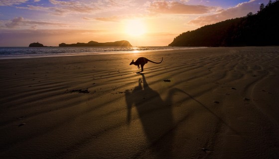 kangaroos sunrise beach 5…
