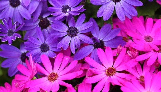blue pink flower beauty o…
