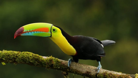 Keel Billed Toucan Bird h…